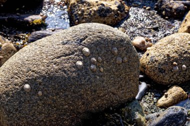 İskoçya 'nın Arran Adası' ndaki Machrie Körfezi 'nde yazın çakıl taşı plajı