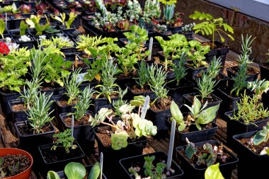 Yerdeki saksılarda sergilenen tropik bitkiler.