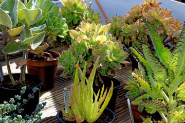 Yerdeki saksılarda sergilenen tropik bitkiler.