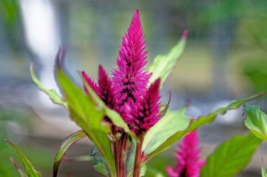 Celosia, Celosia argentea, Falingo Celosia çiçeği.