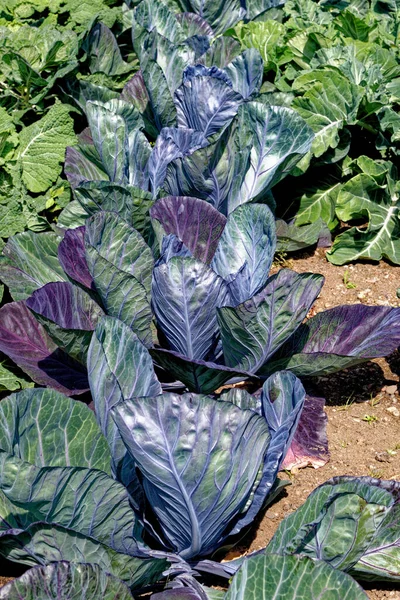 Cultivos Cabañas Hileras Campo Día Verano Área Rural Hermosas Hojas —  Fotos de Stock