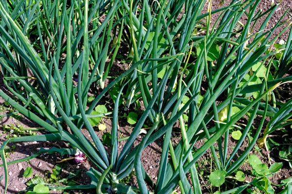 大タマネギ Ailsaクレイグ 割り当てられた行で地球で成長しています 野菜の庭の土壌で熟す大きなタマネギ — ストック写真