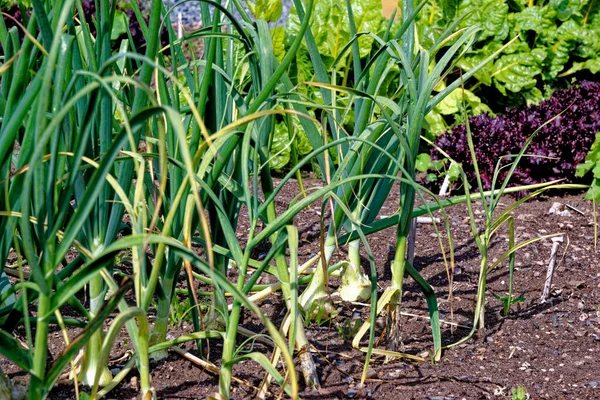 大洋葱 Ailsa Craig 成排地长在地里 在菜园的土壤中成熟的大洋葱 — 图库照片