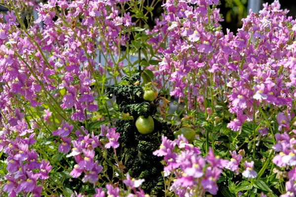 Flores Selvagens Inglesas Hora Verão Escócia Reino Unido — Fotografia de Stock