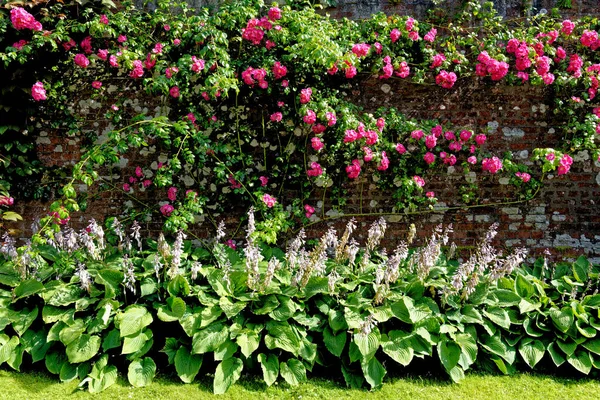 Flores Silvestres Inglesas Durante Verano Escocia Reino Unido — Foto de Stock