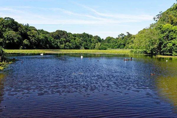 Swan Pond Culzean Park Yazın Ayrshire Skoçya Daki Culzean Castle — Stok fotoğraf