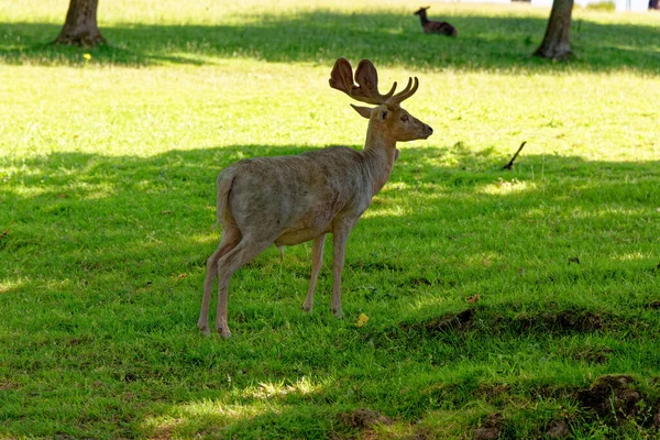 Deer Culzean Castle Country Park West Coast Scotland Maybole Overlooks — Zdjęcie stockowe