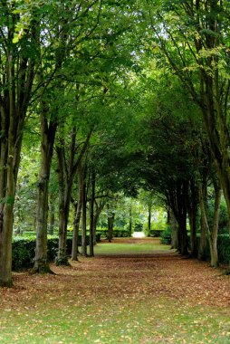 Whipsnade Ağaç Katedrali, Chiltern, Bedfordshire, İngiltere, Birleşik Krallık