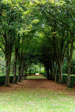 Whipsnade Ağaç Katedrali, Chiltern, Bedfordshire, İngiltere, Birleşik Krallık