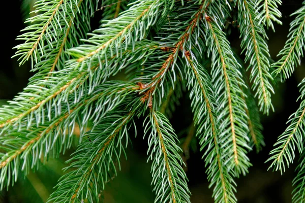 Close Fresh Branches Christmas Tree Evergreen Tree — Φωτογραφία Αρχείου