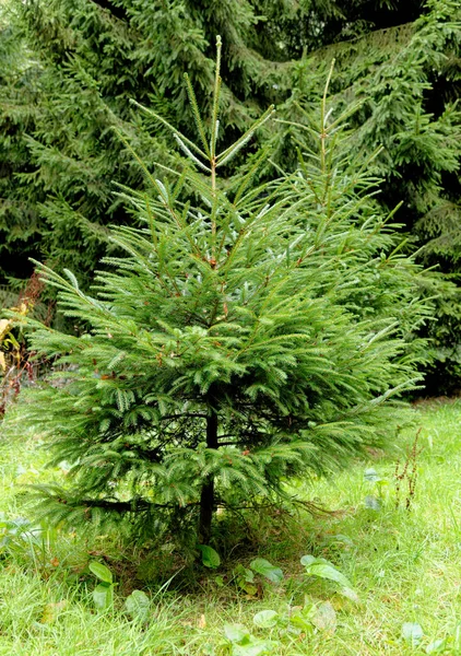 Whipsnade Tree Cathedral Chilterns Bedfordshire England Großbritannien — Stockfoto