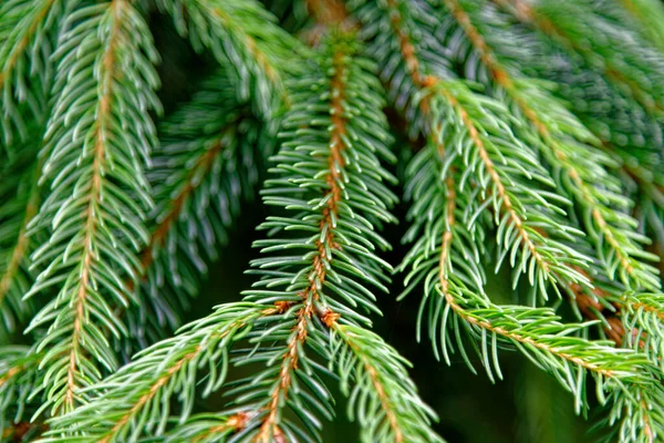 クリスマスツリーの新鮮な枝を閉じる 常緑樹 — ストック写真