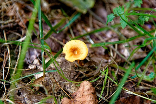 Paddenstoelen Tubaria Hiemalis Winter Twiglet Whipsnade Tree Cathedral Chilterns Bedfordshire — Stockfoto