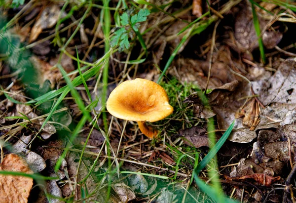 Champiñones Tubaria Hiemalis Winter Twiglet Whipsnade Tree Cathedral Chilterns Bedfordshire — Foto de Stock