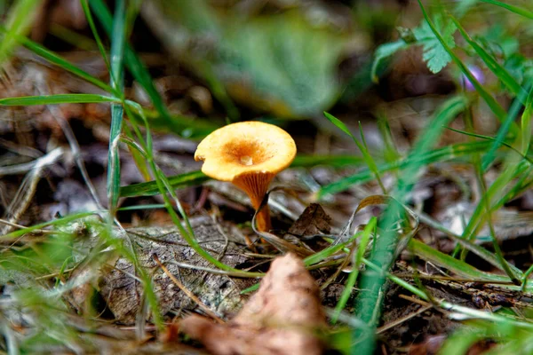 Champiñones Tubaria Hiemalis Winter Twiglet Whipsnade Tree Cathedral Chilterns Bedfordshire — Foto de Stock