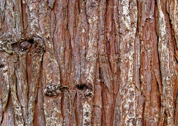 Logs Texture Background Forrest Whipsnade Tree Cathedral Chilterns Bedfordshire Αγγλία — Φωτογραφία Αρχείου