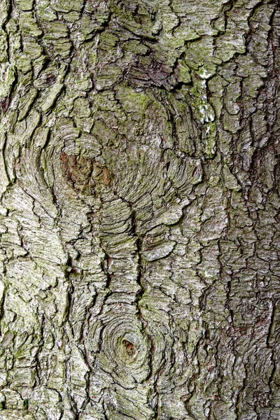 Logs Texture Background Forrest Whipsnade Tree Cathedral Chilterns Bedfordshire England — стокове фото