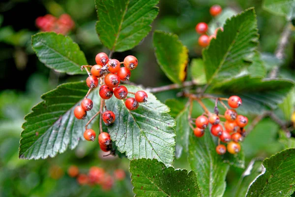 Johannisbeeren Garten Hängende Rote Johannisbeeren Makro Nahaufnahme Mit Pflanzenstrauch — Stockfoto