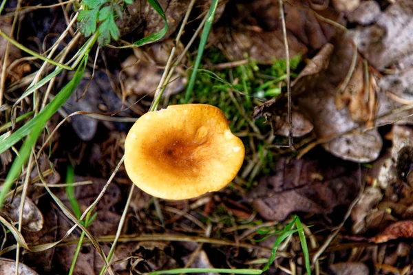 Mushroom Tubaria Hiemalis Winter Twiglet Whipsnade Tree Cathedral Chilterns Bedfordshire — стокове фото