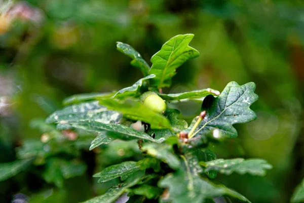 Quercus Robur Ghiande Quercia Inglese Sull Albero Autunno — Foto Stock