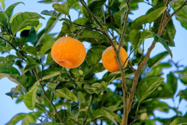 Dallardan sarkan meyvelerin yakın çekimi. Portakal meyvesi. Meyveli portakal ağacı. Güzel Akdeniz bitkisi.