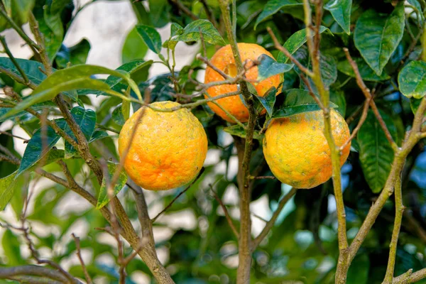 Close Van Het Fruit Dat Takken Hangt Sinaasappelvruchten Sinaasappelboom Met — Stockfoto