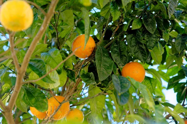 Primer Plano Fruta Que Cuelga Las Ramas Frutas Naranja Naranjo — Foto de Stock