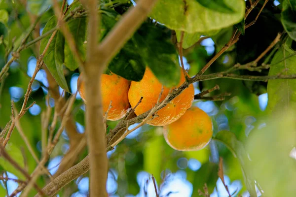 Primer Plano Fruta Que Cuelga Las Ramas Frutas Naranja Naranjo — Foto de Stock