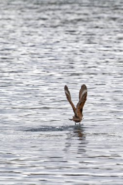 Ushuaia yakınlarındaki Beagle Kanalı 'nda uçan ve balık tutan kartal Arjantin