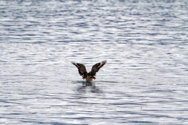 Ushuaia yakınlarındaki Beagle Kanalı 'nda uçan ve balık tutan kartal Arjantin