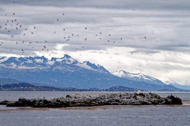 Güney Amerika Tern (Sterna hirundinacea), Beagle Channel, Arjantin, Güney Amerika