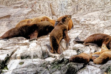 Beagle Channel, Ushuaia, Patagonya, Arjantin 'deki Rocky La Isla de Los Lobos Adası' ndaki Deniz Aslanları Grubu.