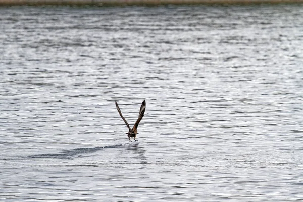 Sas Repül Víz Felett Halászat Beagle Csatorna Közelében Ushuaia Argentína — Stock Fotó