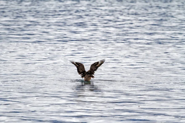ワシはウシュアイア近くのビーグルチャンネルで水と釣りを飛んでいます アルゼンチン — ストック写真
