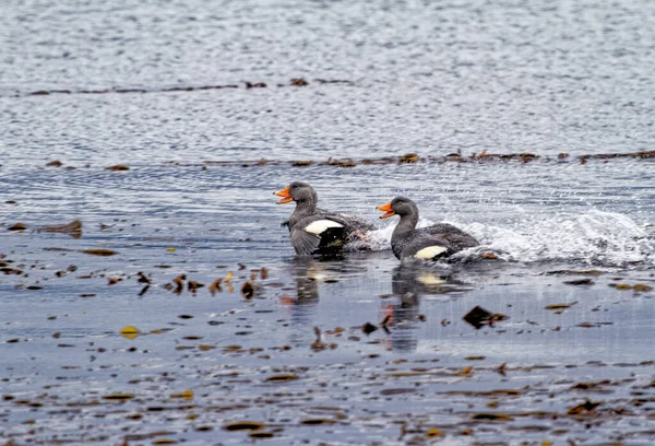 Flying Steamer Duck Tachyeres Patachonicus Pair Flying Beagle Channel Tierra — Stock Photo, Image