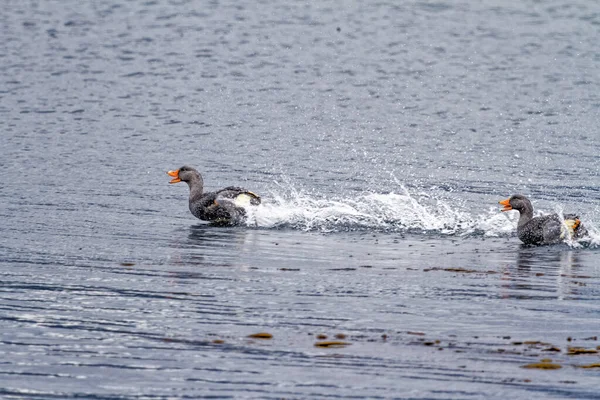 Flying Steamer Duck Tachyeres Patachonicus Par Voando Canal Beagle Parque — Fotografia de Stock