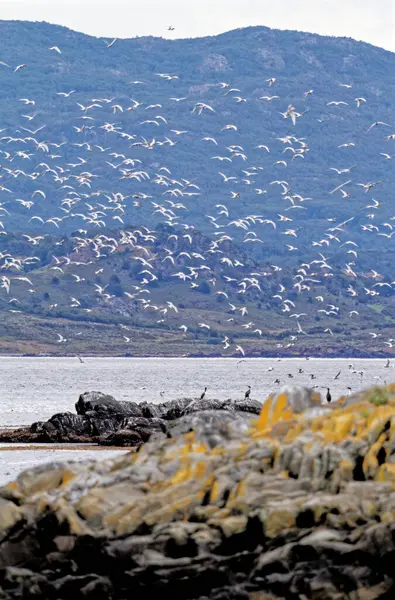 Tern Sudamericano Sterna Hirundinacea Canal Beagle Argentina Sudamérica — Foto de Stock