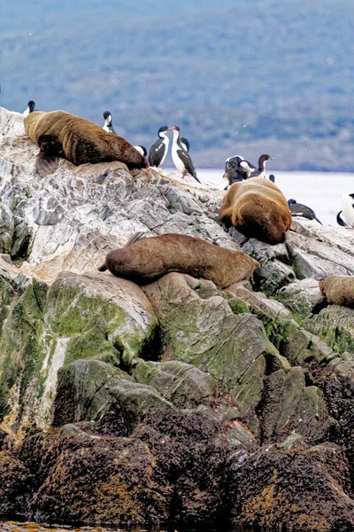 Cormorants Group Sea Lions Rocky Isla Los Lobos Islan Beagle — Fotografia de Stock