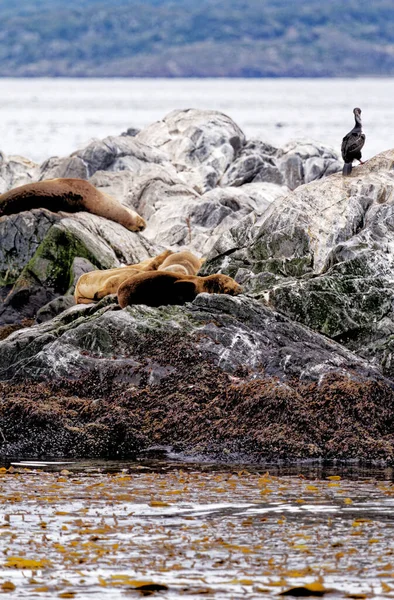 ビーグルチャンネル ウシュアイア パタゴニア アルゼンチンのロッキー アイラ ロボス島の海洋ライオンの仲間とグループ — ストック写真