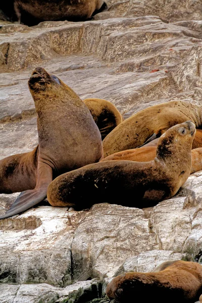 Beagle Channel Ushuaia Patagonya Arjantin Deki Rocky Isla Los Lobos — Stok fotoğraf