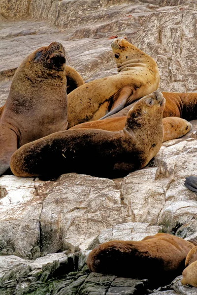 Группа Морских Львов Рокки Исла Лос Лобос Ислан Проливе Бигл — стоковое фото