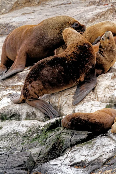 Beagle Channel Ushuaia Patagonya Arjantin Deki Rocky Isla Los Lobos — Stok fotoğraf