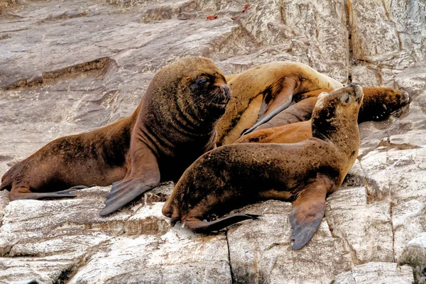 Groep Zeeleeuwen Rocky Isla Los Lobos Islan Beagle Channel Ushuaia — Stockfoto