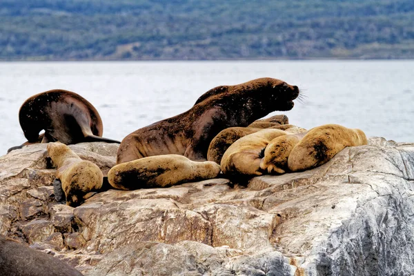 Grupo Leones Marinos Las Rocallosas Isla Los Lobos Islan Canal — Foto de Stock