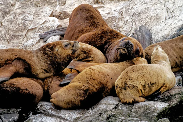 Sjölejon Klippiga Isla Los Lobos Islan Beagle Channel Ushuaia Patagonien — Stockfoto