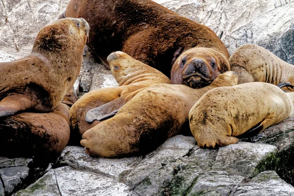 Gruppo Leoni Marini Sulla Rocky Isla Los Lobos Islan Nel — Foto Stock