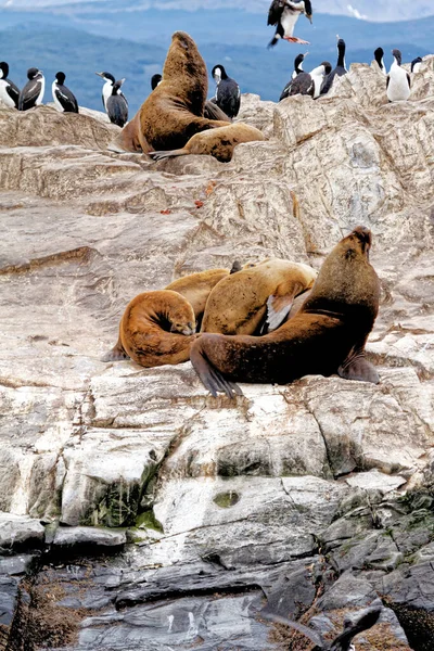 Cormorants Group Sea Lions Rocky Isla Los Lobos Islan Beagle — Fotografia de Stock