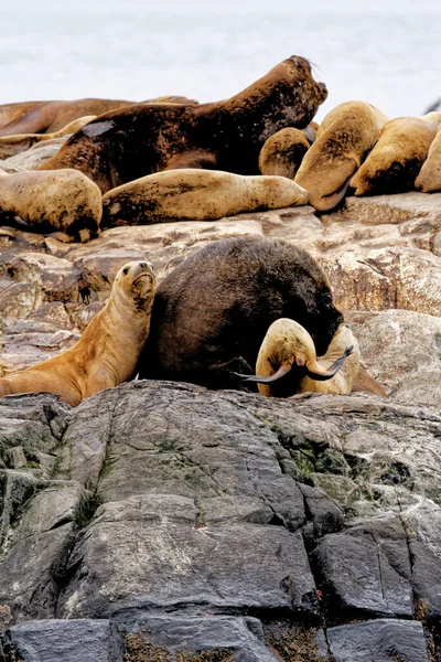 Groupe Otaries Sur Isla Los Lobos Islan Dans Chenal Beagle — Photo