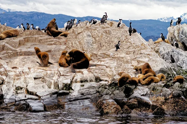 Cormorans Groupe Otaries Sur Isla Los Lobos Islan Dans Chenal — Photo