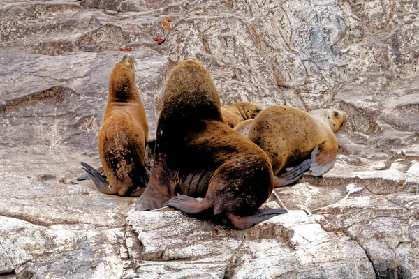 Gruppo Leoni Marini Sulla Rocky Isla Los Lobos Islan Nel — Foto Stock